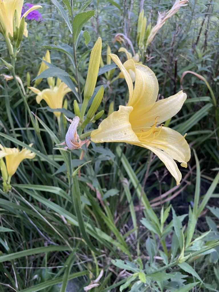Hemerocallis Lilioasphodelus