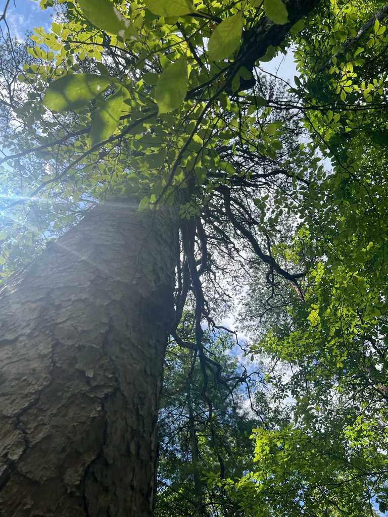 Pinus Echinata