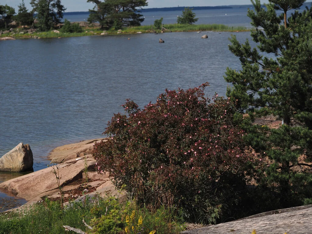 Rosa Glauca