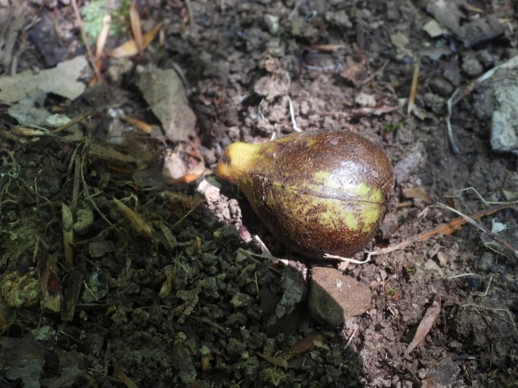 Carya Glabra