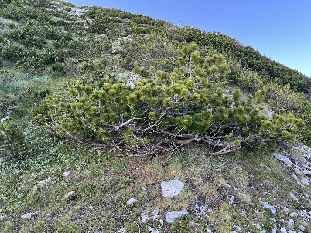 Pinus Heldreichii