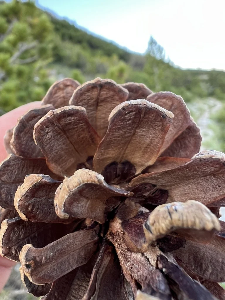 Pinus Heldreichii