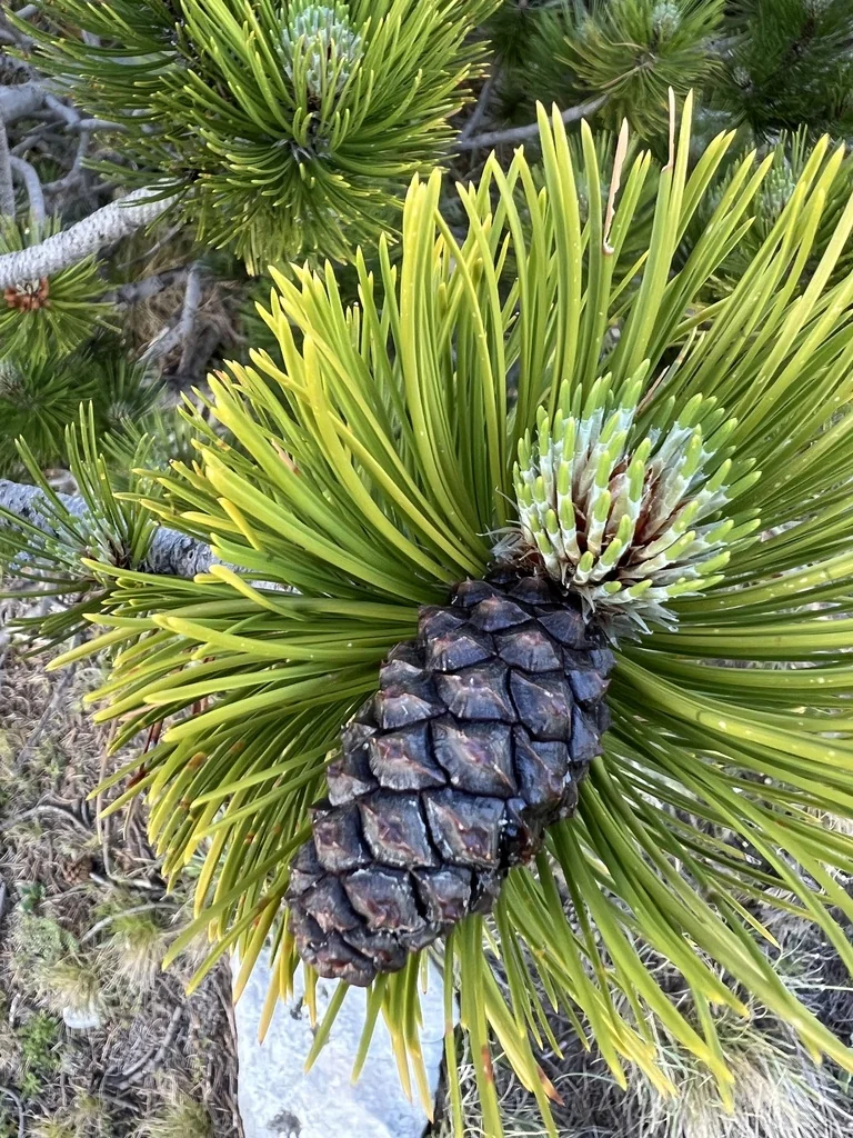 Pinus Heldreichii