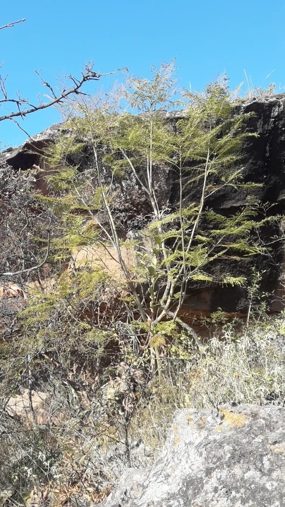 Jacaranda Mimosifolia