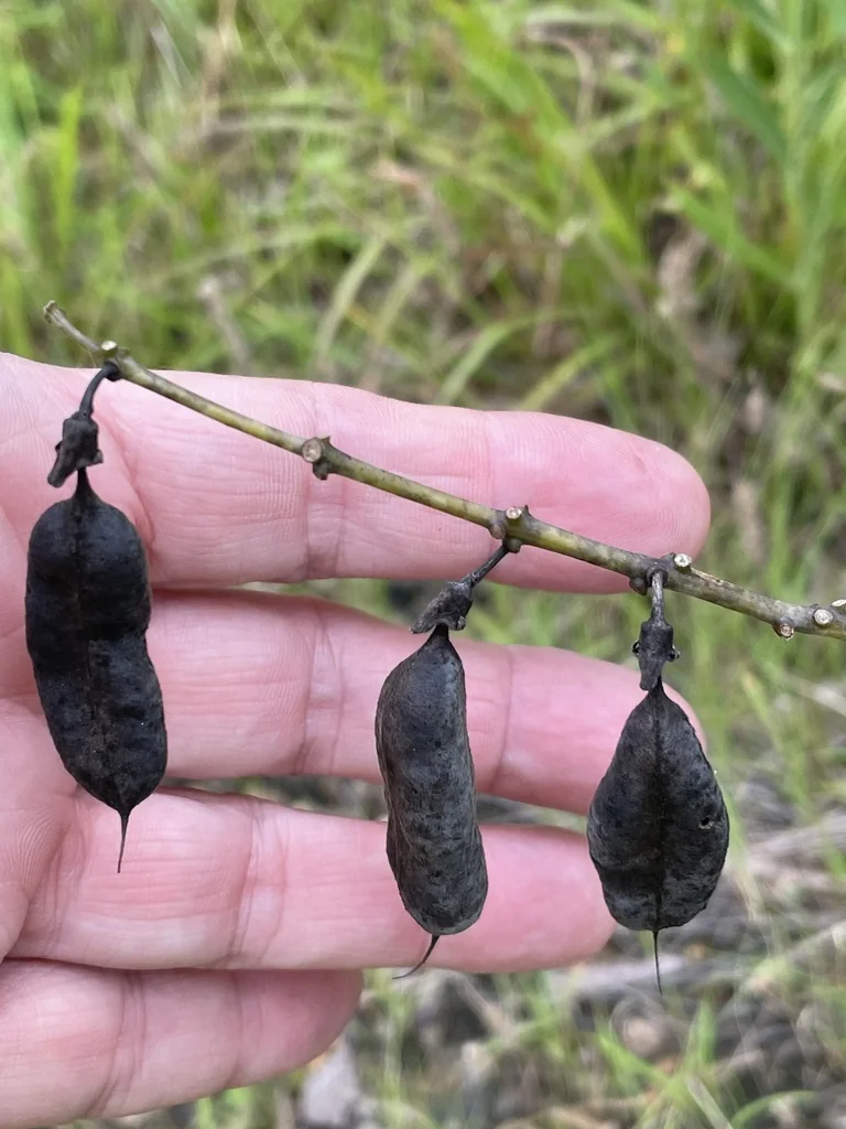 Baptisia Alba