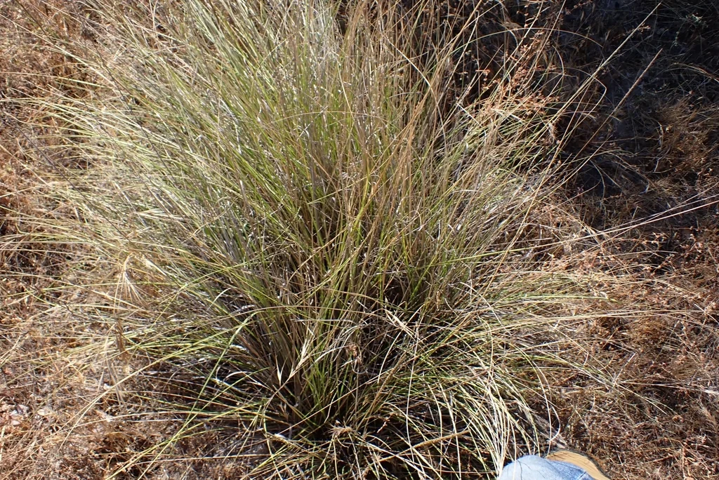 Muhlenbergia Rigens