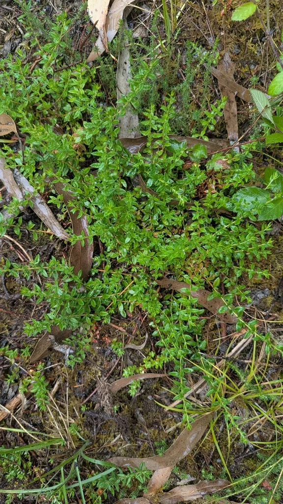 Daboecia Cantabrica