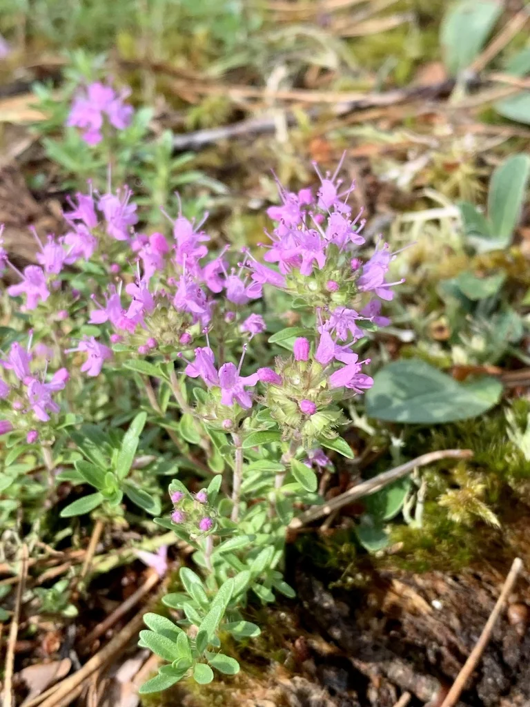 Thymus Serpyllum