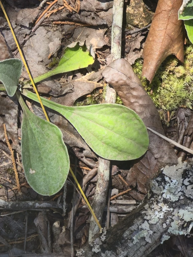Antennaria Plantaginifolia