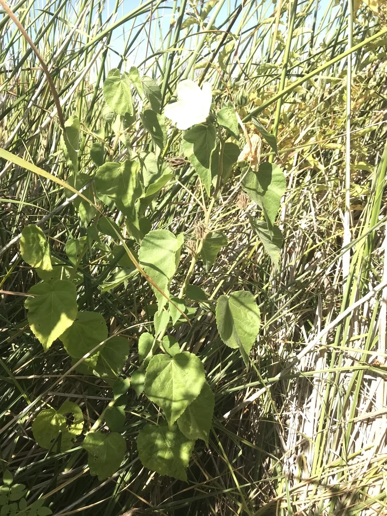 Hibiscus Lasiocarpos Var. Occidentalis