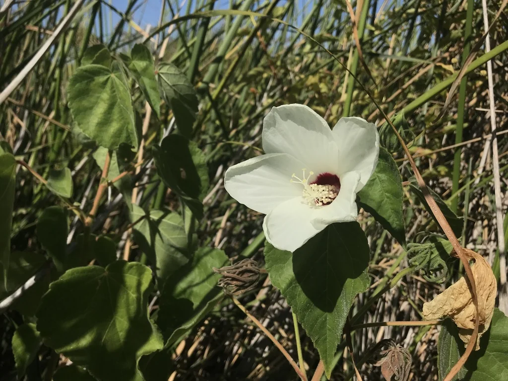 Hibiscus Lasiocarpos Var. Occidentalis