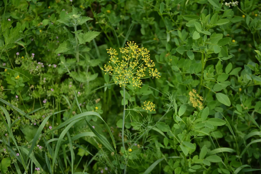 Anethum Graveolens