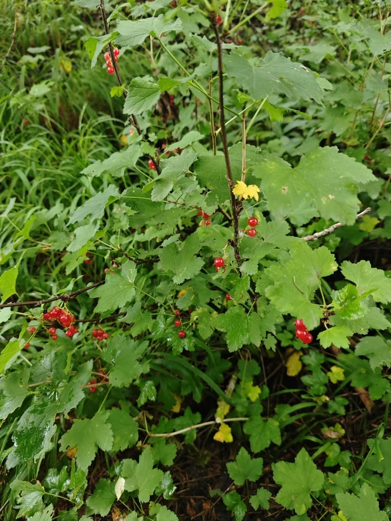 Ribes Rubrum