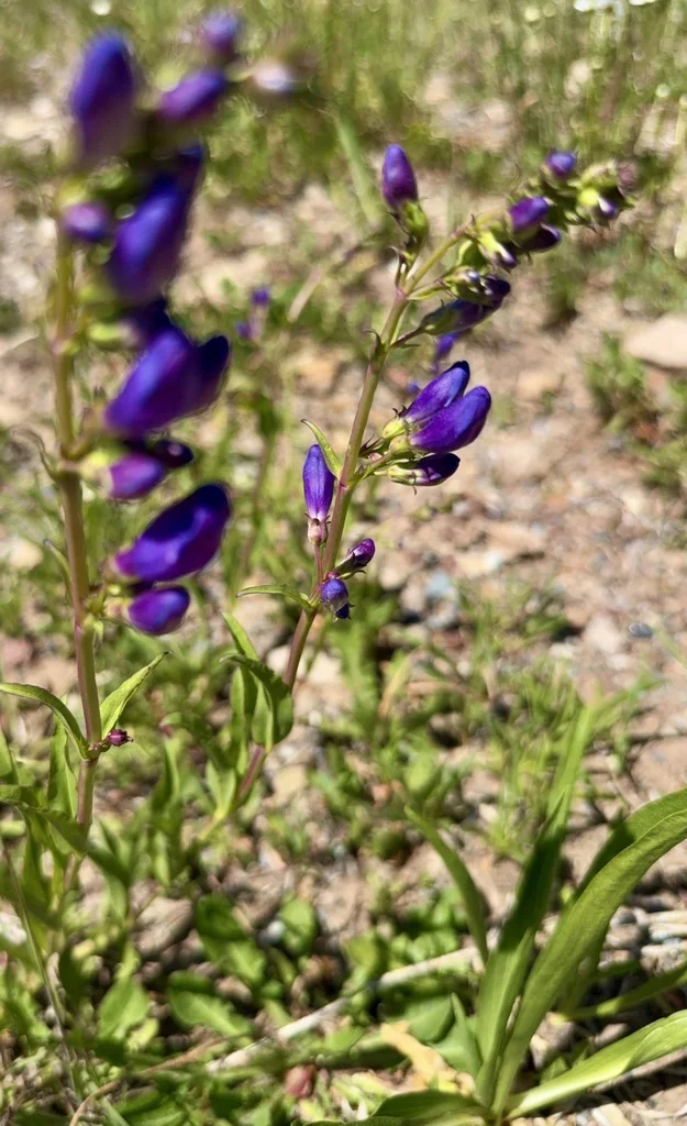 Penstemon Strictus