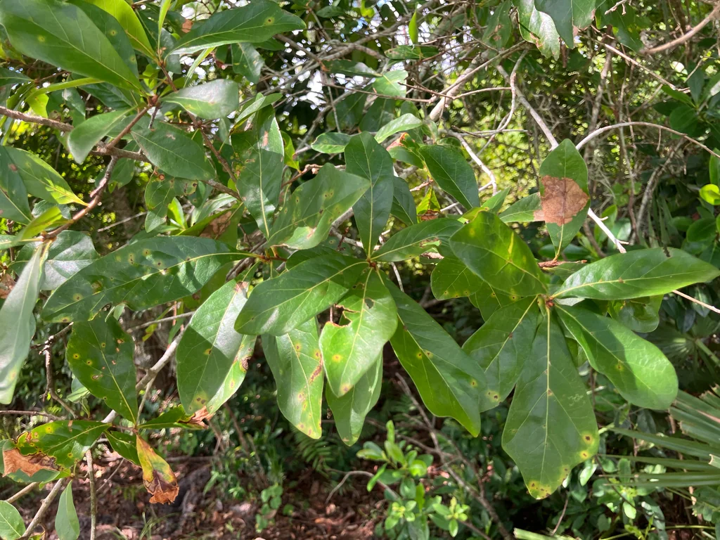 Quercus laurifolia