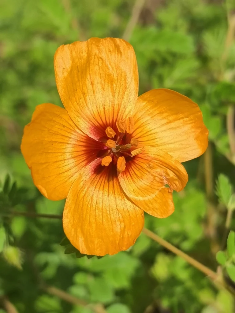 Kallstroemia Grandiflora