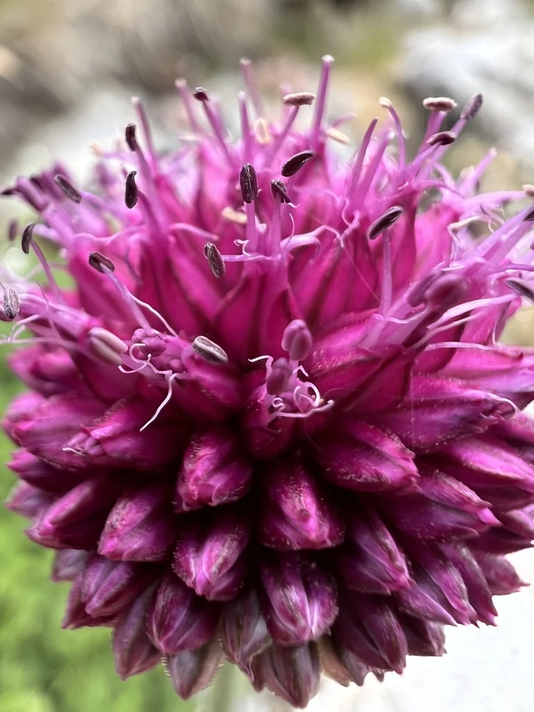 Allium Sphaerocephalon