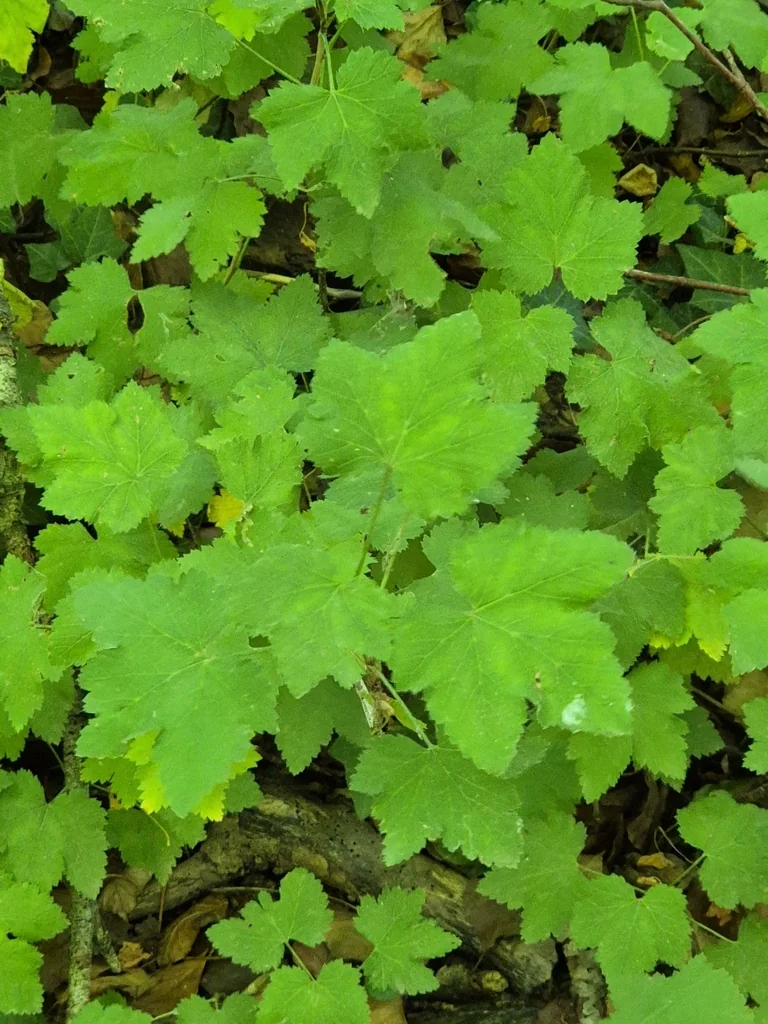 Ribes Rubrum