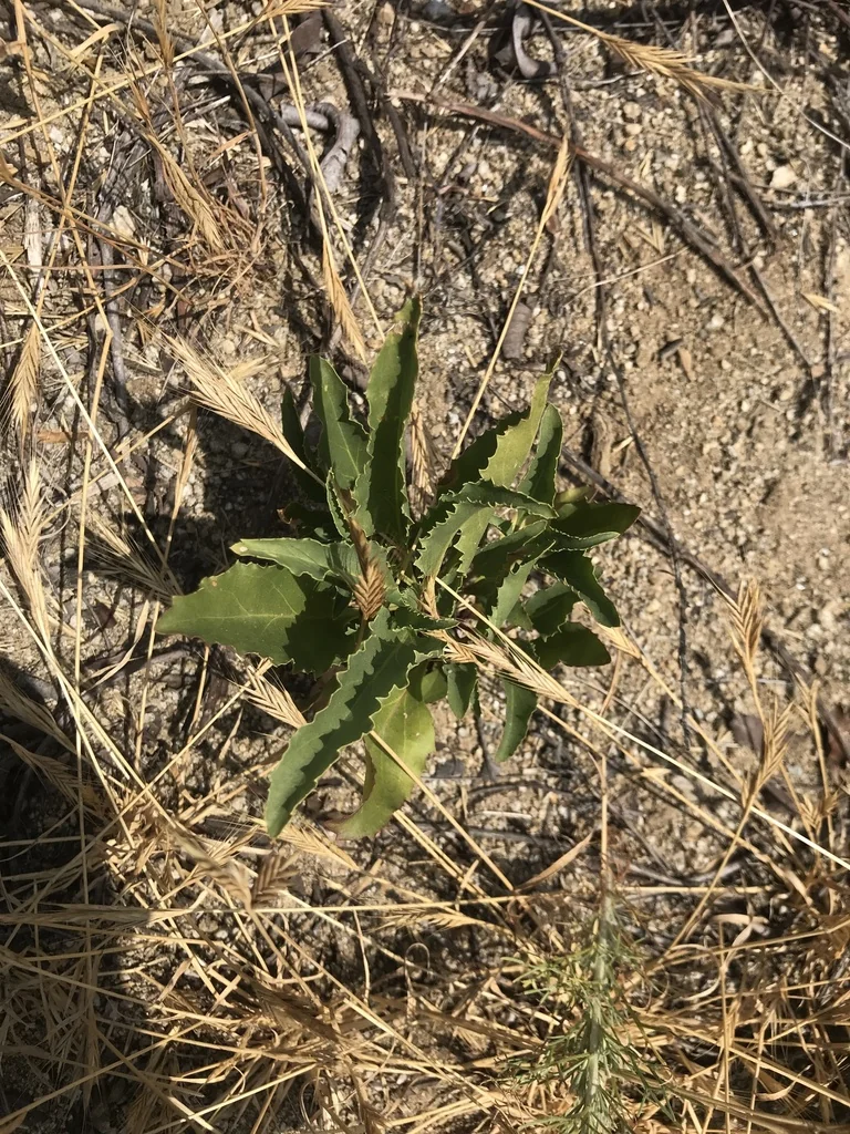 Penstemon Spectabilis