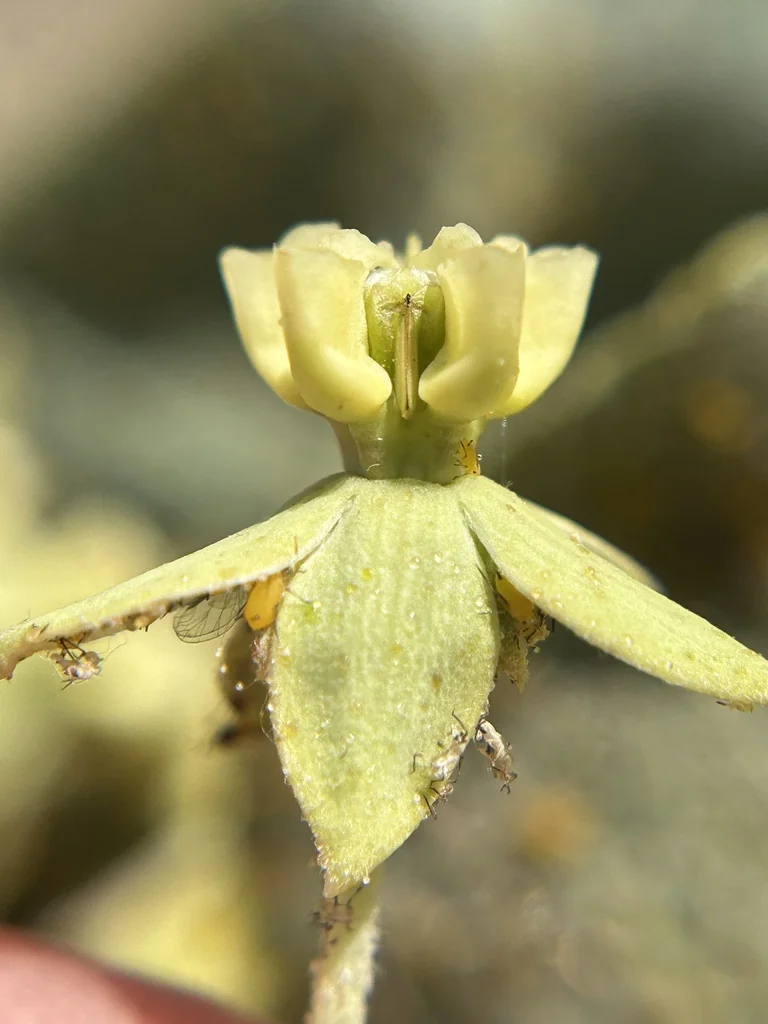 Asclepias Erosa