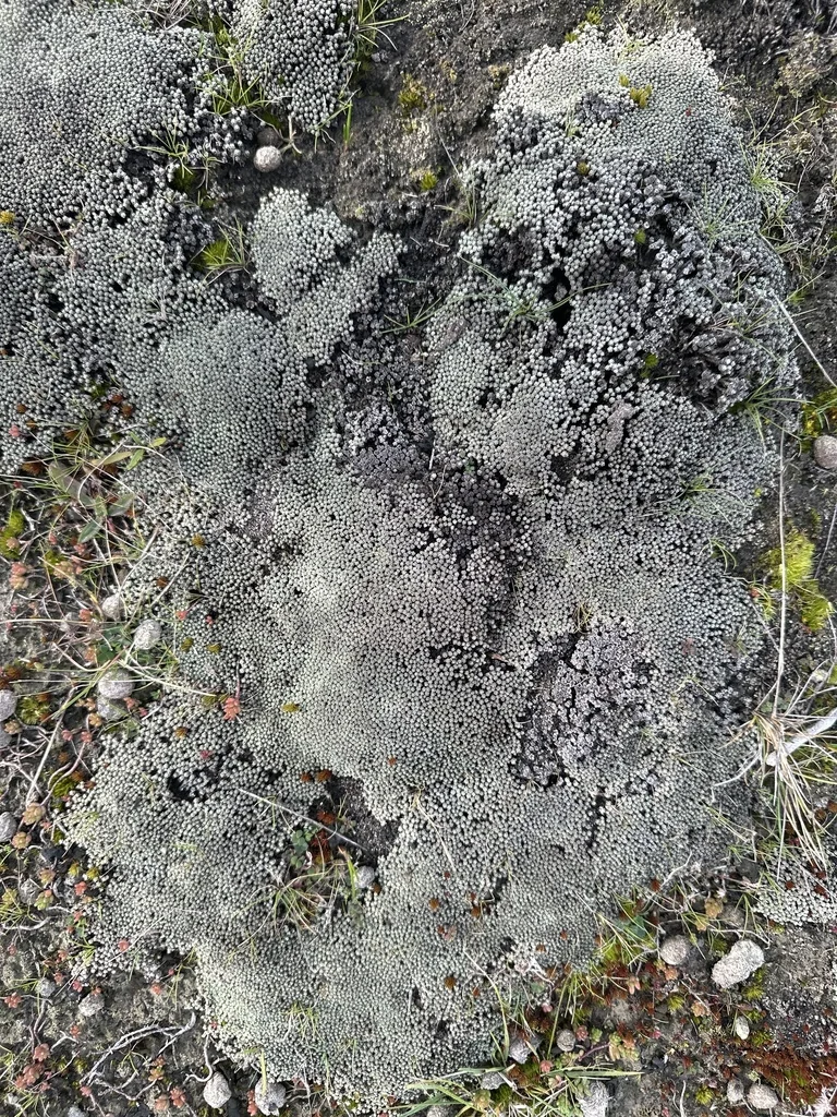 Raoulia Australis