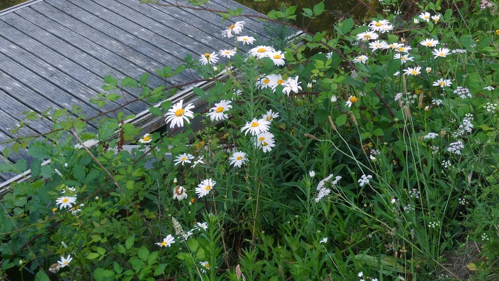 Leucanthemum superbum