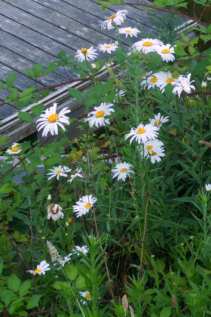 Leucanthemum superbum