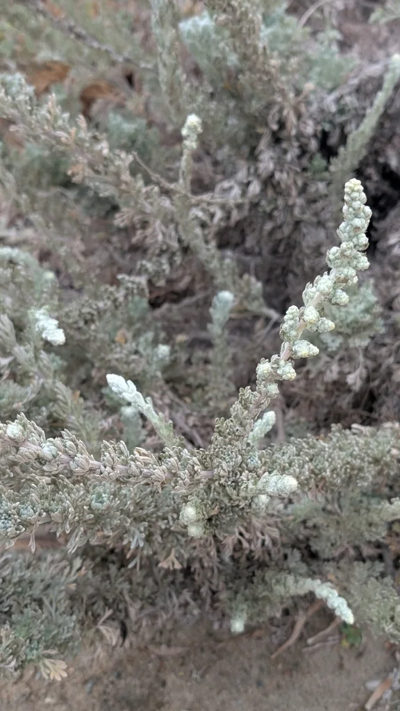 Artemisia Pycnocephala