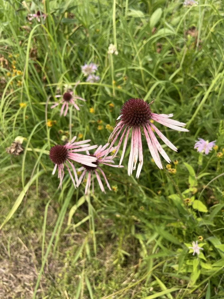 Echinacea Pallida