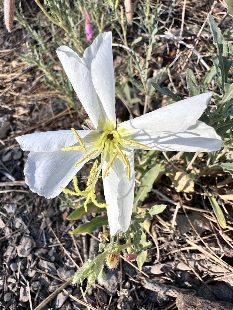 Oenothera californica