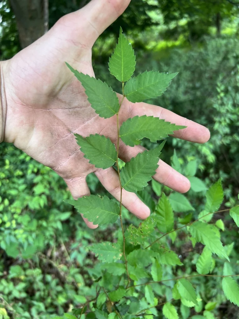 Zelkova Serrata