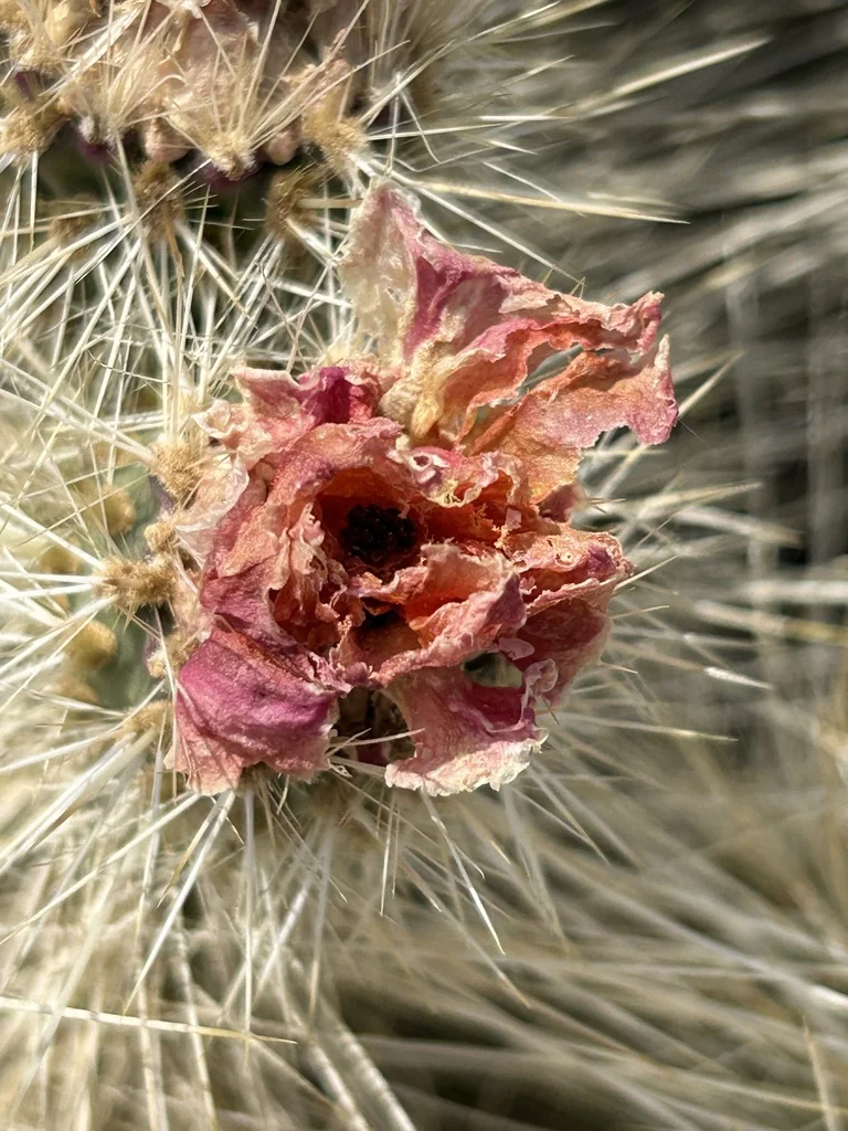 Opuntia Erinacea