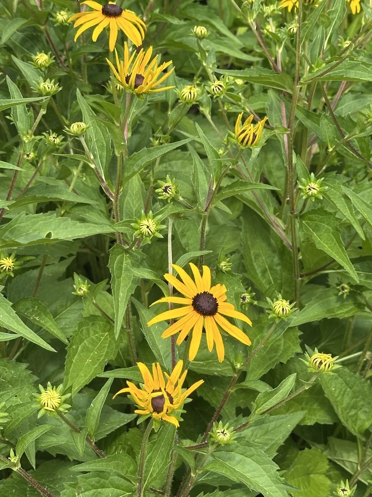Rudbeckia Fulgida
