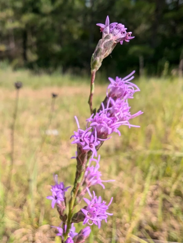 Liatris Microcephala