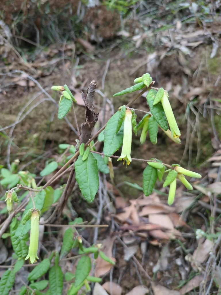 Correa Reflexa