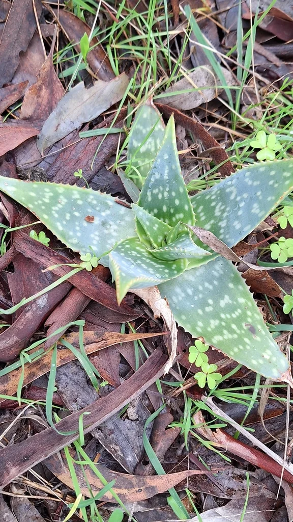 Aloe Maculata