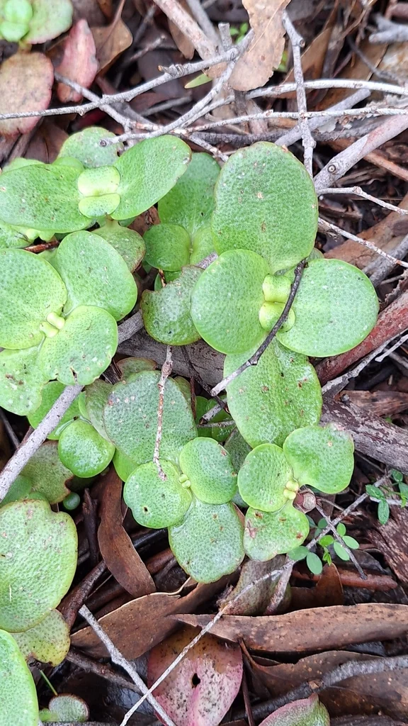 Crassula Multicava