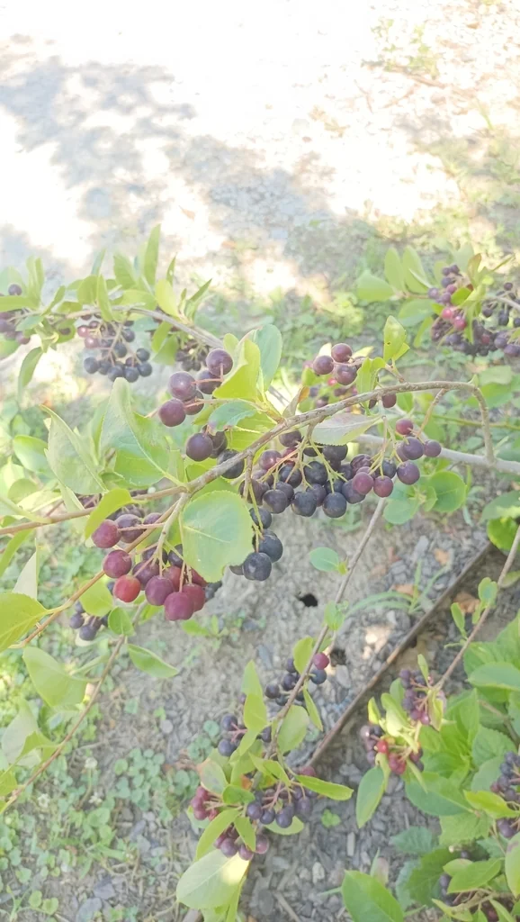Aronia melanocarpa