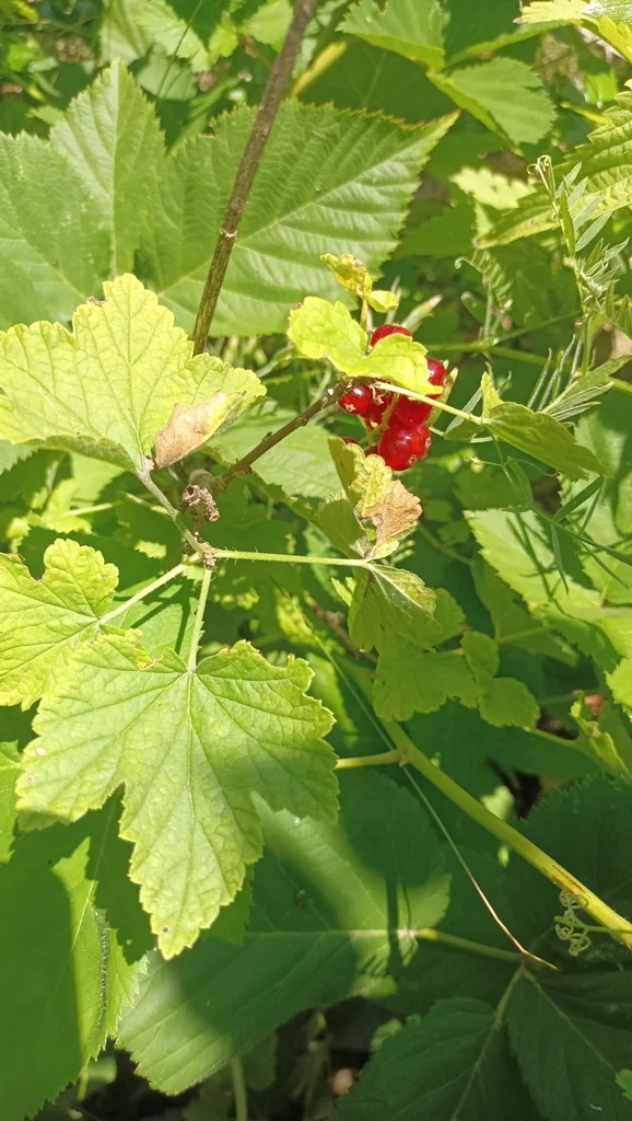 Ribes Rubrum