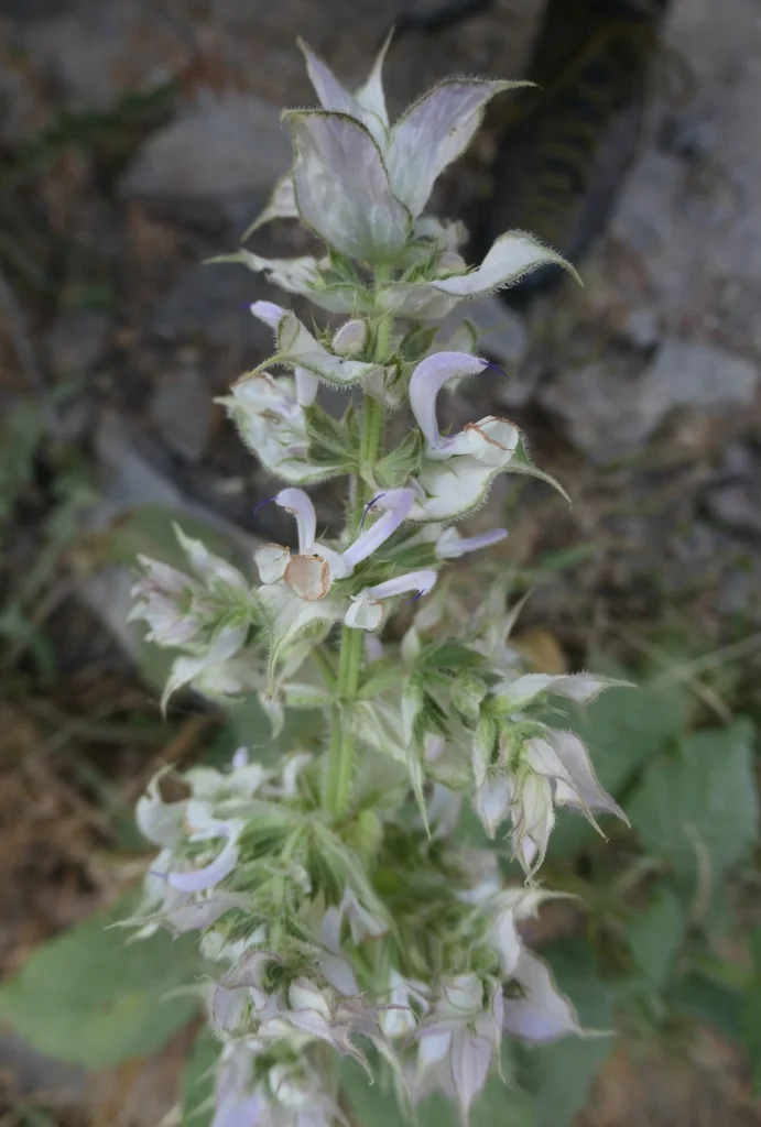 Salvia Sclarea