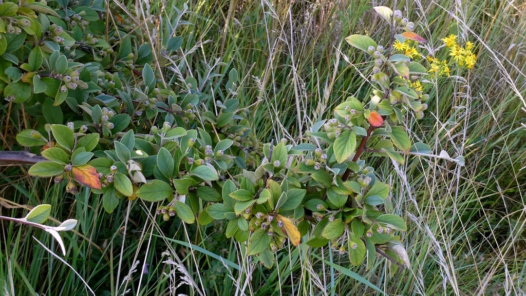 Cotoneaster Franchetii