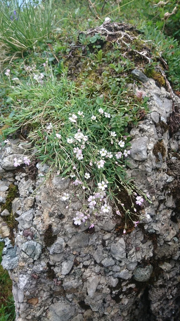 Gypsophila Repens