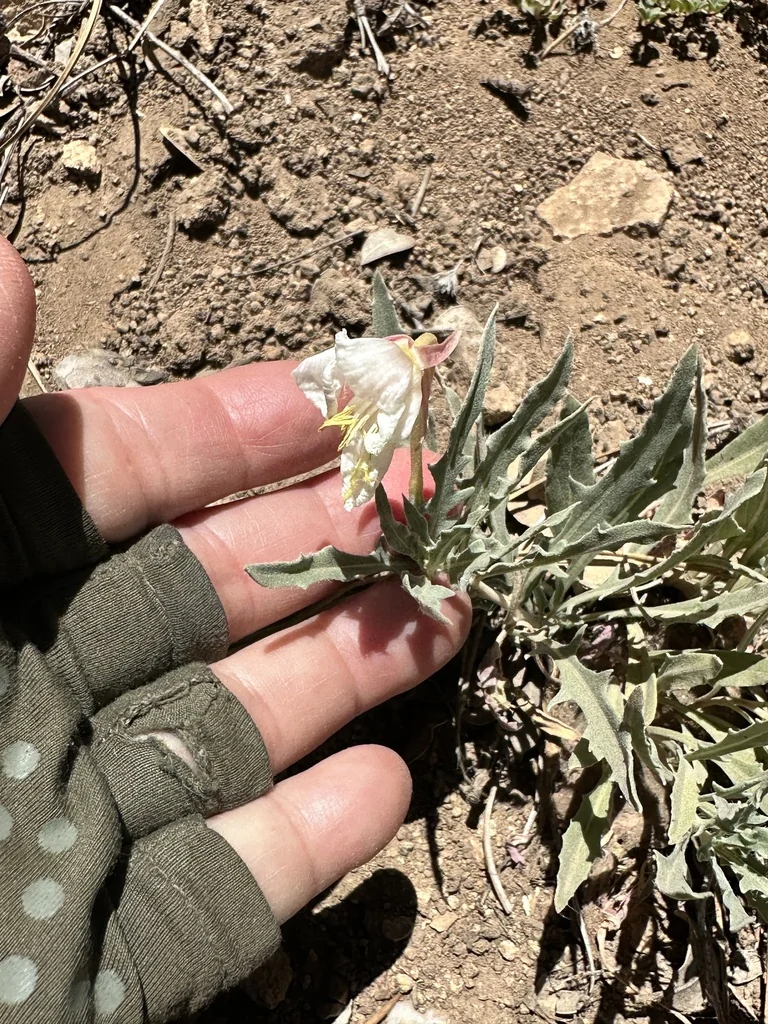 Oenothera californica