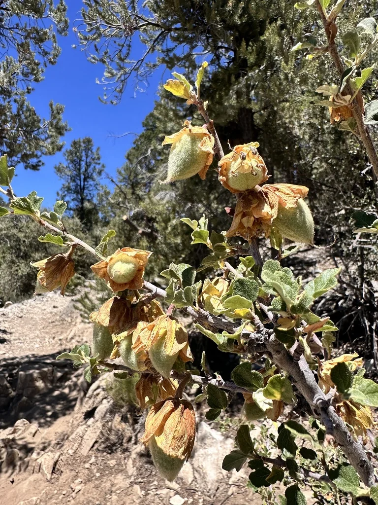 Fremontodendron Californicum