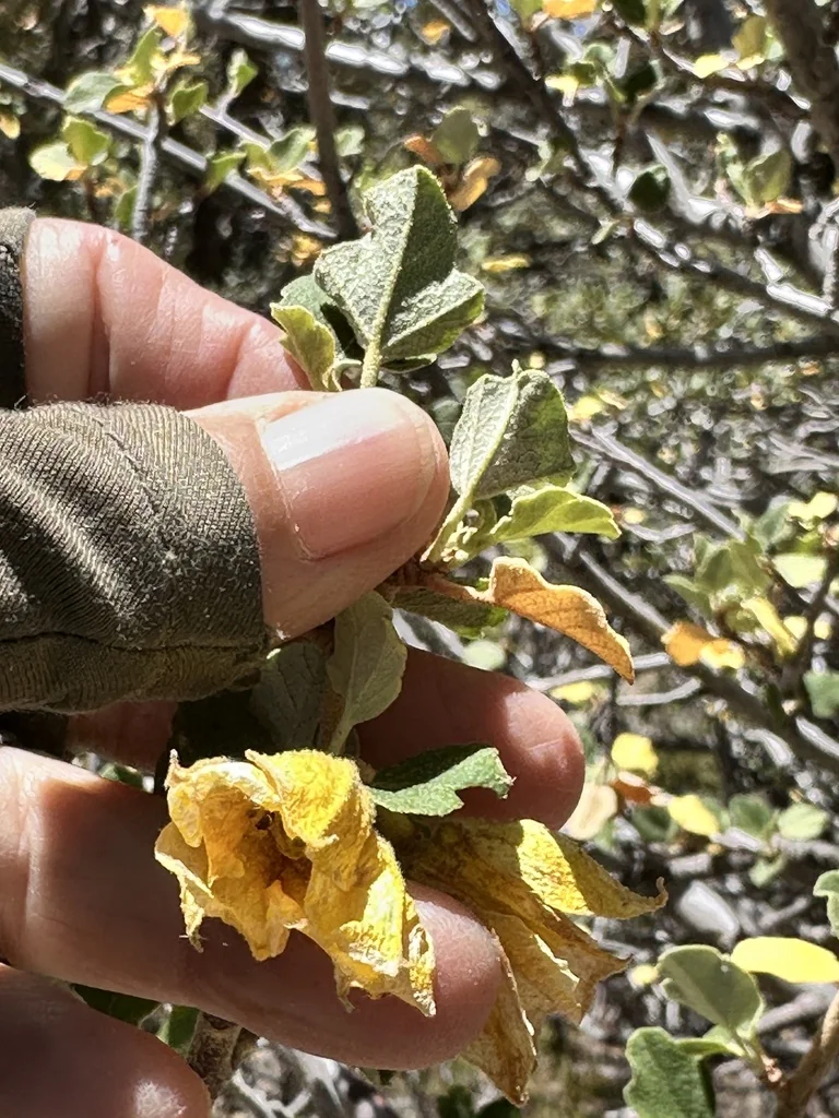 Fremontodendron Californicum