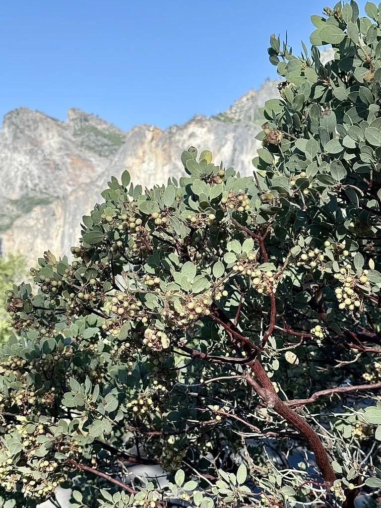 Arctostaphylos Viscida