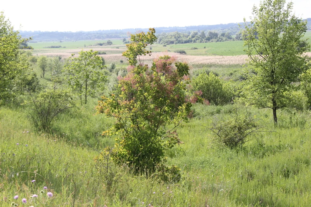 Cotinus coggygria