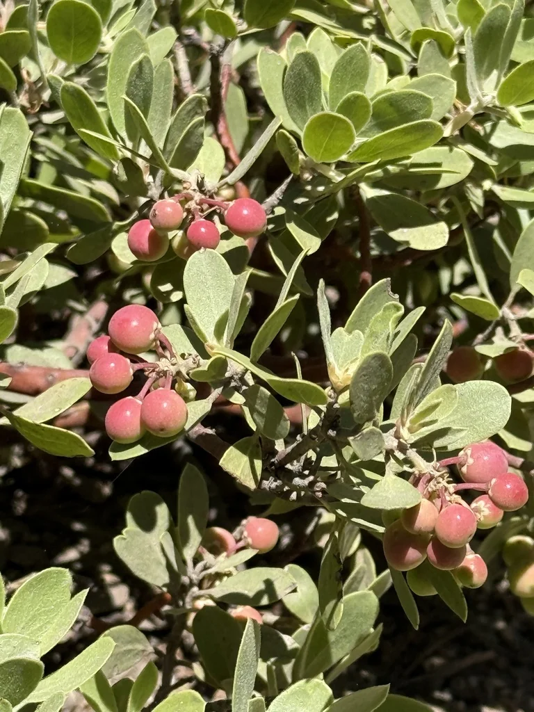 Arctostaphylos Nevadensis