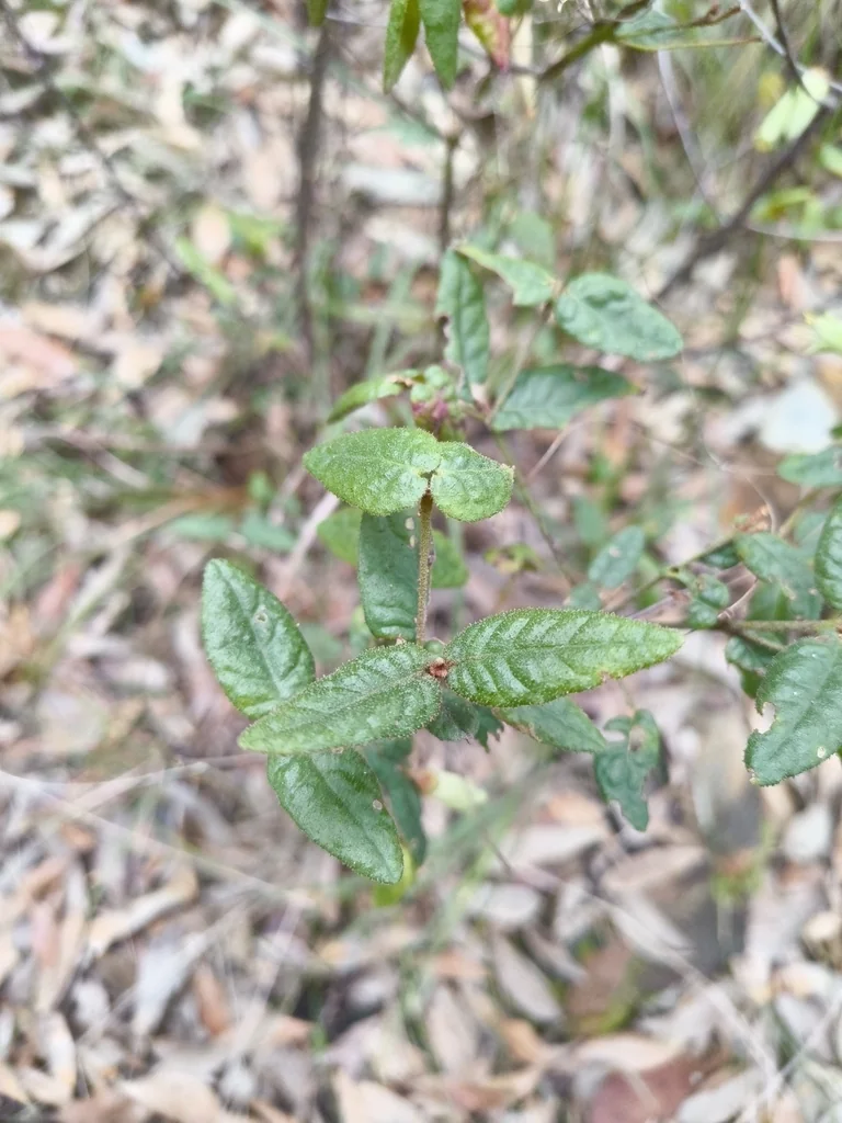 Correa Reflexa