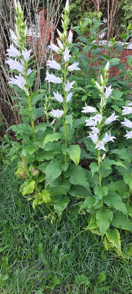 Campanula Latifolia